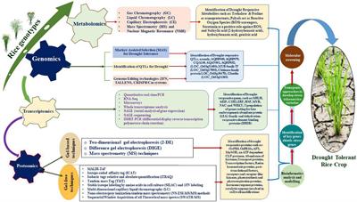 Physiological and Multi-Omics Approaches for Explaining Drought Stress Tolerance and Supporting Sustainable Production of Rice